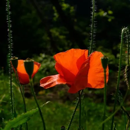 Affittacamere La Casa Nel Bosco-camera Con Giardino Vicino Lerici